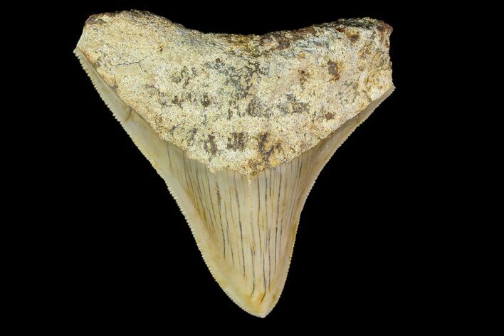 Serrated Megalodon Tooth - Indonesia #154615